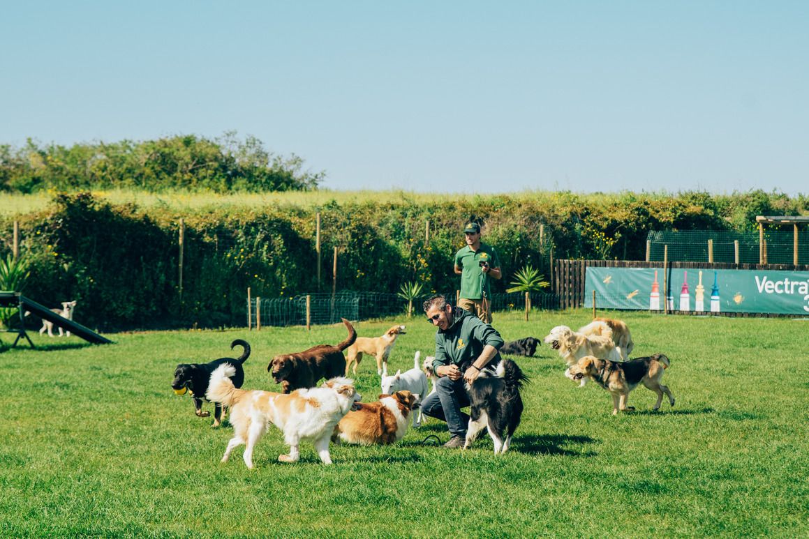 Creche para cães